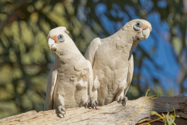 cockatoo for sale