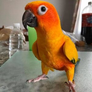 Buy Sun Conures Online
