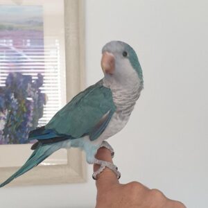 Buy Blue Quakers parrot Online