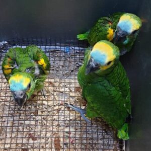 Buy Baby  Blue fronted Amazon  parrot Online
