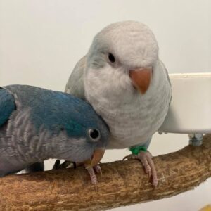 Buy Blue Quakers parrot Online