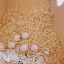 parrot eggs-parrotsaviary4all