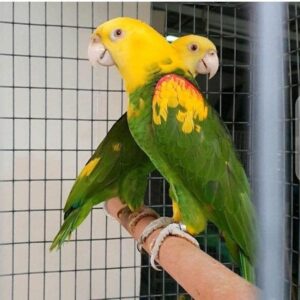 Buy Double Yellow Headed Amazon Parrot Online