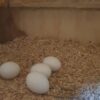 Macaw Parrot Eggs