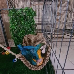 Buy Blue and Gold Macaw Online