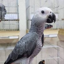 Congo African grey parrot