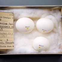 Macaw Parrot eggs