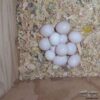 Cockatoo eggs