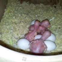 Amazon Parrot Eggs