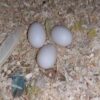 Cockatoo eggs for sale-graceaviary.