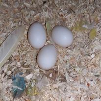Cockatoo eggs for sale-graceaviary.