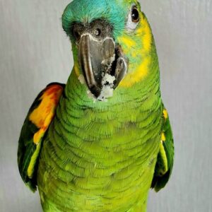 Buy Blue fronted Amazon  parrot Online