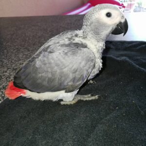 Buy Baby African Grey Parrot Online