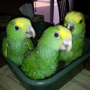 Buy Baby Double Yellow Headed Amazon Parrot Online