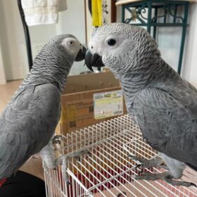 African Grey