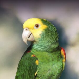 Buy Double Yellow Headed Amazon Parrot Online