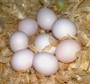 Black palm Cockatoo parrot eggs