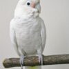 Buy Goffin cockatoos Online