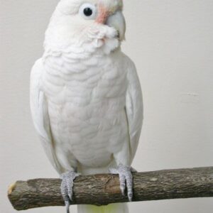Buy Goffin cockatoos Online