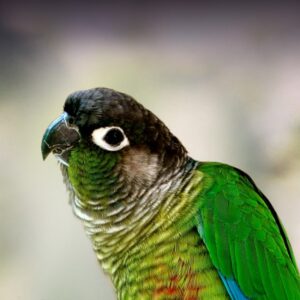 Green cheek conures