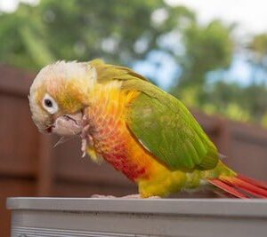 Pineapple cheek conures