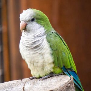 Buy Quaker Parakeet Online