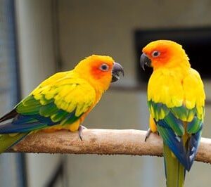 Sun conures
