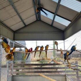 parrots for sale