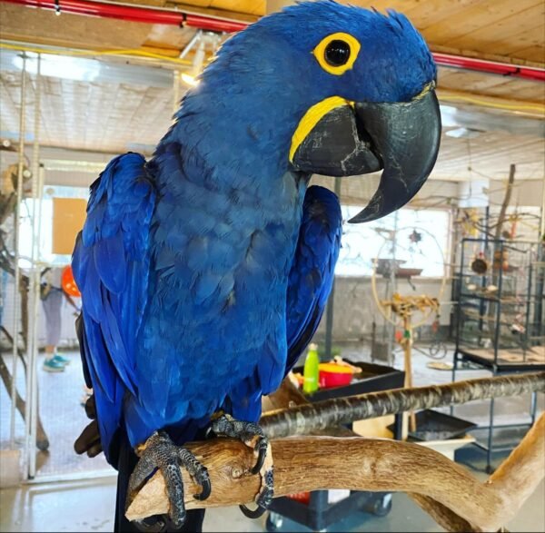 Hyacinth Macaw For Sale - GRACE AVIARY