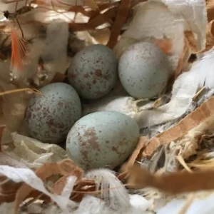 Buffon Macaw Parrot Eggs