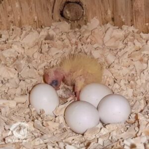 Cockatiel Eggs-parrotsaviary4all