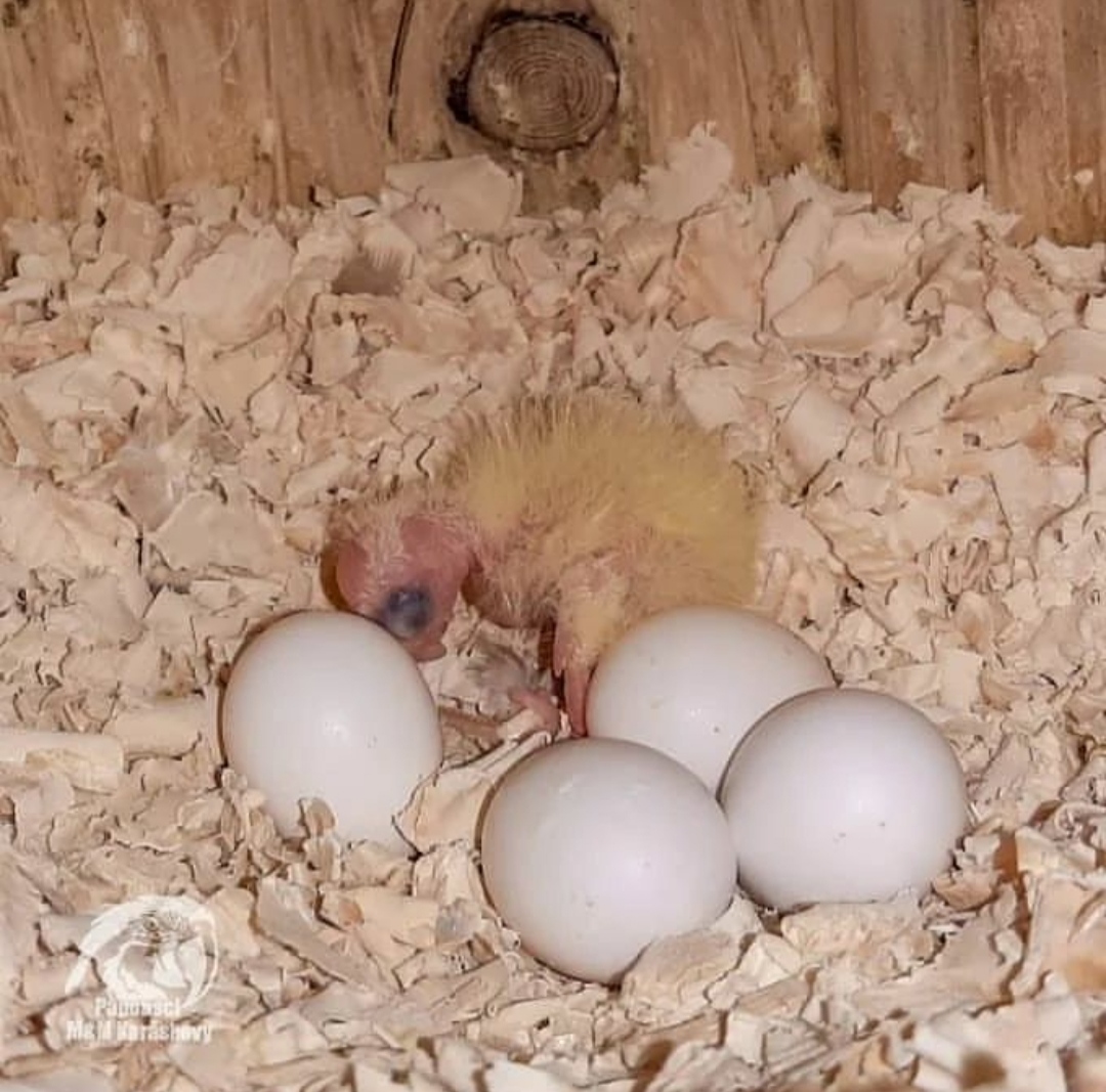 Cockatiel Eggs-parrotsaviary4all