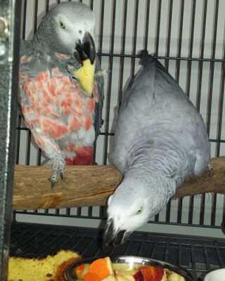 African Grey
