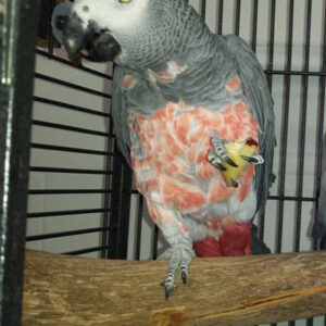 African Grey