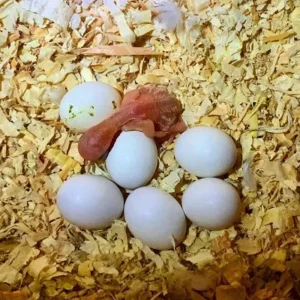 Buffon Macaw Parrot Eggs