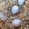 galah cockatoo egg-parrotsaviary4alL