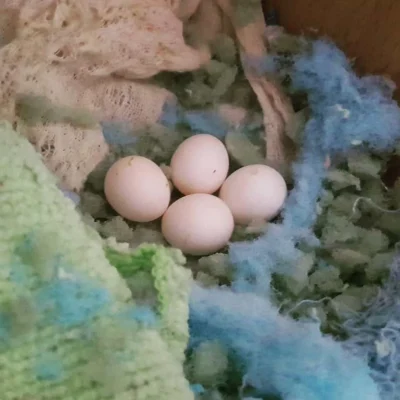 Pionus Parrots Eggs For Sale
