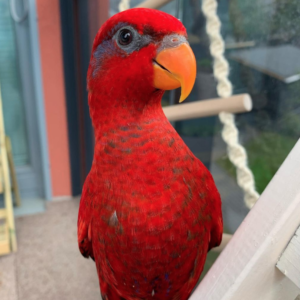 Red Lory-parrotsaviary4all