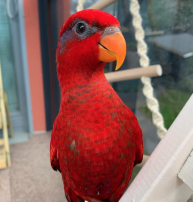 Red Lory-parrotsaviary4all