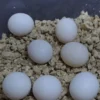 Budgie Eggs-parrotsaviary4all