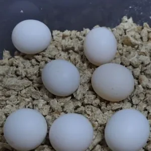 Budgie Eggs-parrotsaviary4all